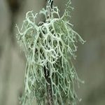 Oak Moss